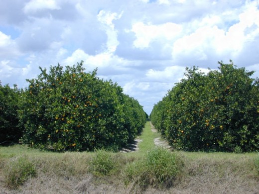 Orange Groves
