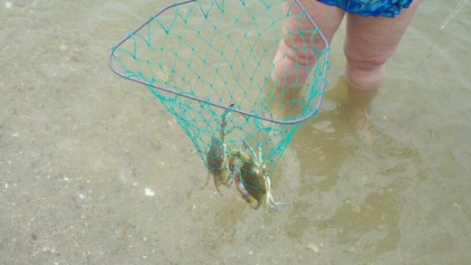 Chesapeake Bay Crabs. It's always good luck to snag two at once!