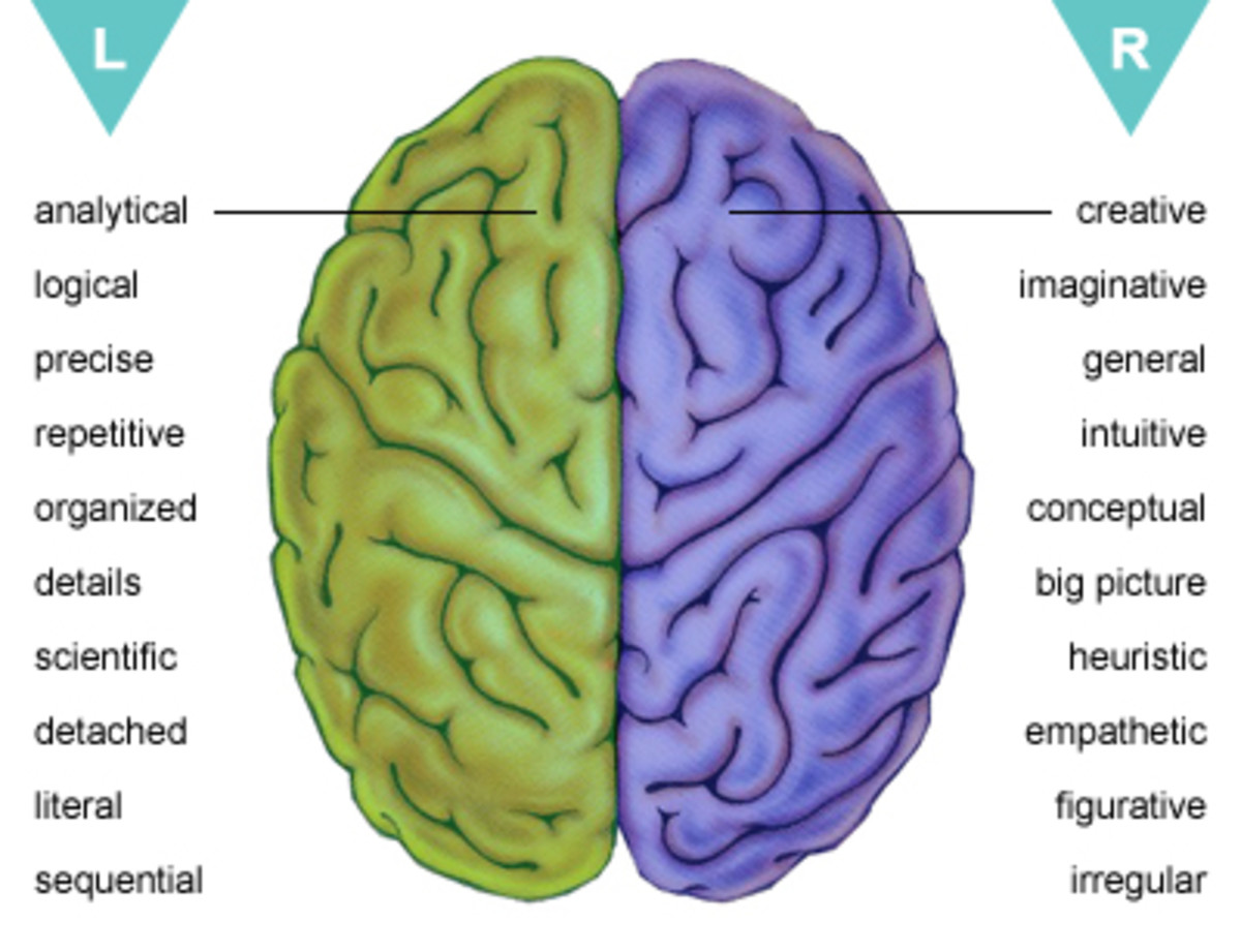 Left vs Right Brain: Which Hemisphere Dominates You ...