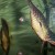 Discus Breeders - Daddy defending his young Discus Breeders - Daddy defending his young
