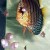 Discus Breeders - Baby Discus after being fed brine shrimp Discus Breeders - Baby Discus after being fed brine shrimp