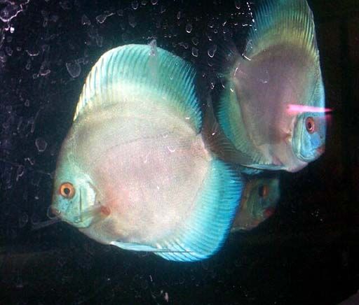 Secrets of Breeding Discus Fish | PetHelpful