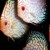 Pigeon Blood - Reds Pigeon Blood - Reds