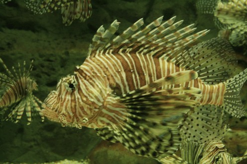 Lion Fish