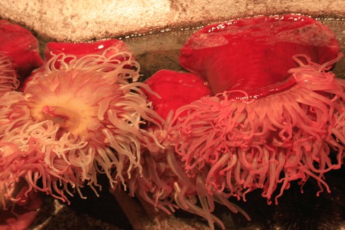 Sea Urchin