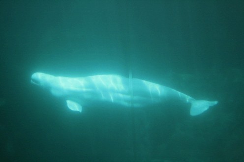 Beluga Whale