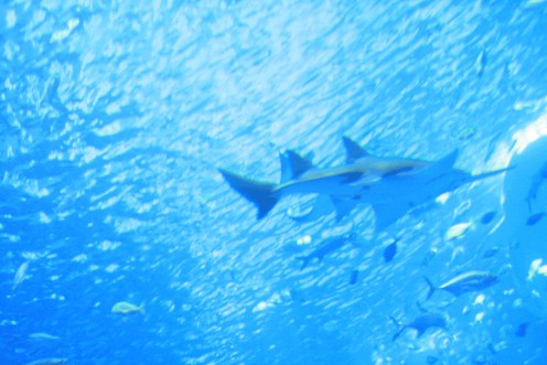 Aquatic life in Sea