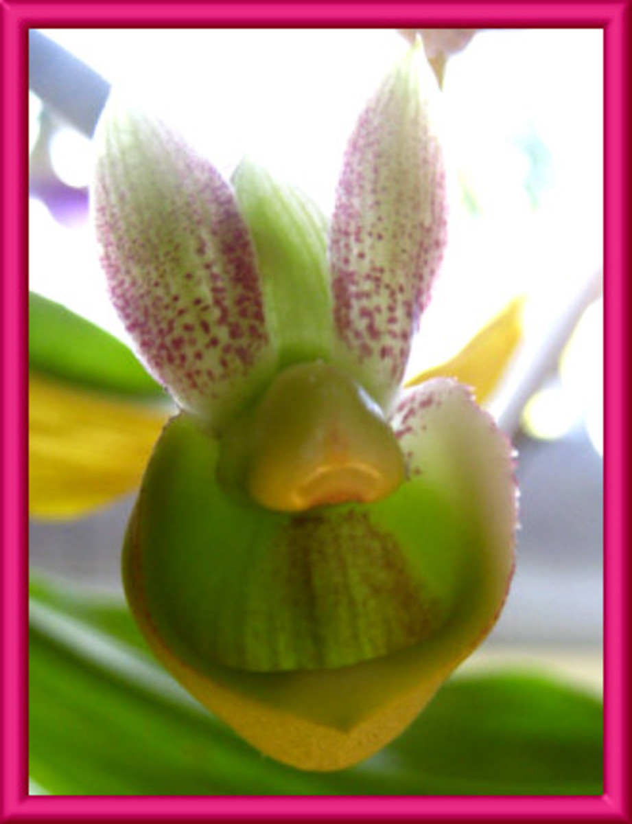 Our "rabbit" orchid