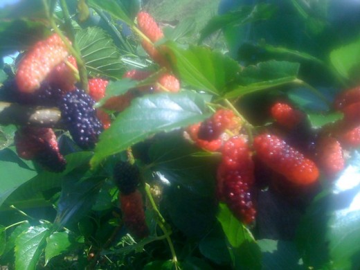 More mmm... mulberries...