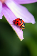 courtesy peasap and flickr