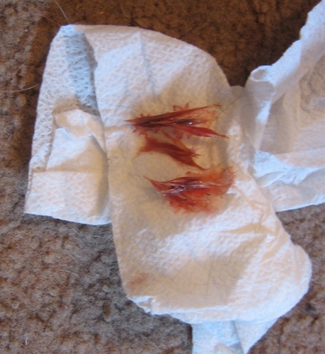 Bloody foxtails removed from a dog