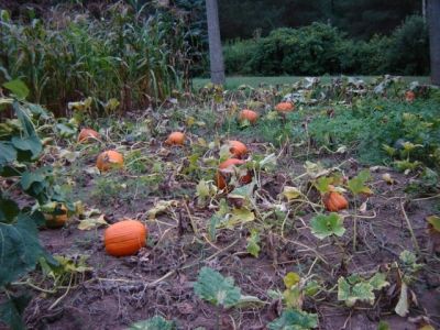 My Parent's Pumpkin Patch from several years ago