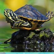 turtlewaxOT profile image