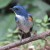 Himalayan Bluetail Himalayan Bluetail