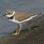 Little Ringed Plover Little Ringed Plover