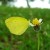 Unidentified Yellow Butterfly Unidentified Yellow Butterfly