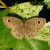Common Five Spot Common Five Spot