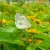 Unidentified White Butterfly Unidentified White Butterfly