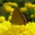 Golden Sapphire Golden Sapphire