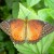 Red Lacewing Red Lacewing