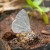 White-banded Hedge Blue White-banded Hedge Blue