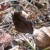 Unidentified Brown Butterfly Unidentified Brown Butterfly