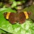 Dark Yellow Banded Flat Dark Yellow Banded Flat