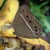 Dark-branded Bushbrown Dark-branded Bushbrown