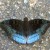 Blue Baron Blue Baron