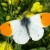 Orange Tip Orange Tip