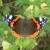 Red Admiral Red Admiral