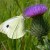 Large White Large White