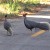 Kalij Pheasant Kalij Pheasant
