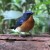 Hill Blue Flycatcher Hill Blue Flycatcher