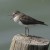 Common Sandpiper Common Sandpiper