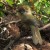 Spectacled Barwing Spectacled Barwing