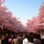 Hanami Cherry Blossom