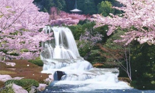 Japan Cherry Blossom By Moving Waterfall