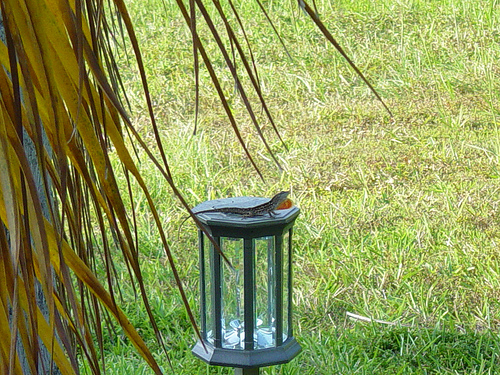 Gecko sunning itself on a solar light, copyright Rhea C