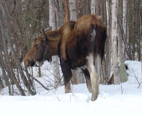 A Moose in the Woods. 
