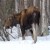 A Moose in the Woods. 