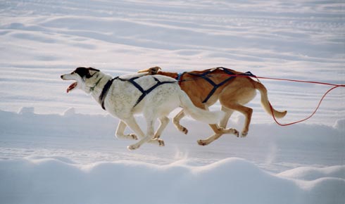 Santa's Emergency Sled Dogs 