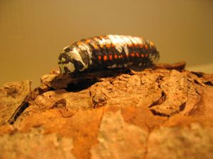 The first grub in space, trekking over the surface of Mars