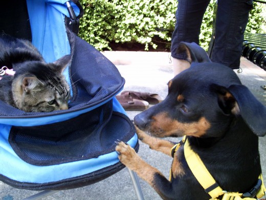 Cats can go places in strollers or harnesses, and dogs can walk on their leashes.