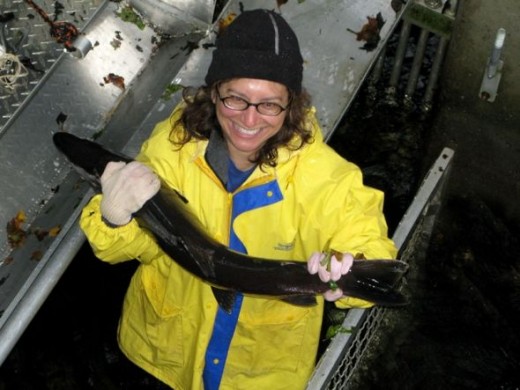 Rene tags fish at an Oregon hatchery.