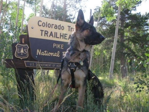 Wyatt Ray Dawg on the Colorado Trail.
