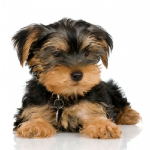 House Training A Yorkie Poo Puppy at Carl Mills blog