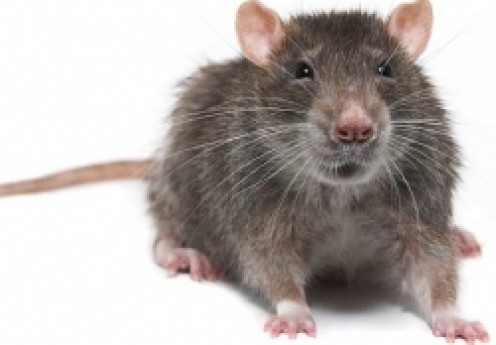 How to Keep Rats Out of a Home How to Keep Rats Out of a Home