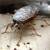 This our dead friend the cockroach covered in boric acid. A good sign. When they walk through a film of boric acid, it get son their legs which they partially ingest when the clean themselves. This our dead friend the cockroach covered in boric acid. A good sign. When they walk through a film of boric acid, it get son their legs which they partially ingest when the clean themselves.