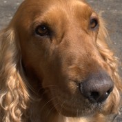 Paws4thought profile image